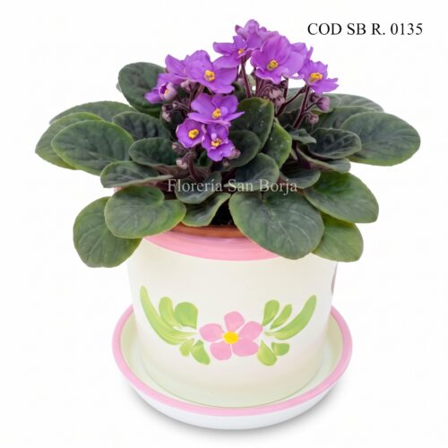 African Violet