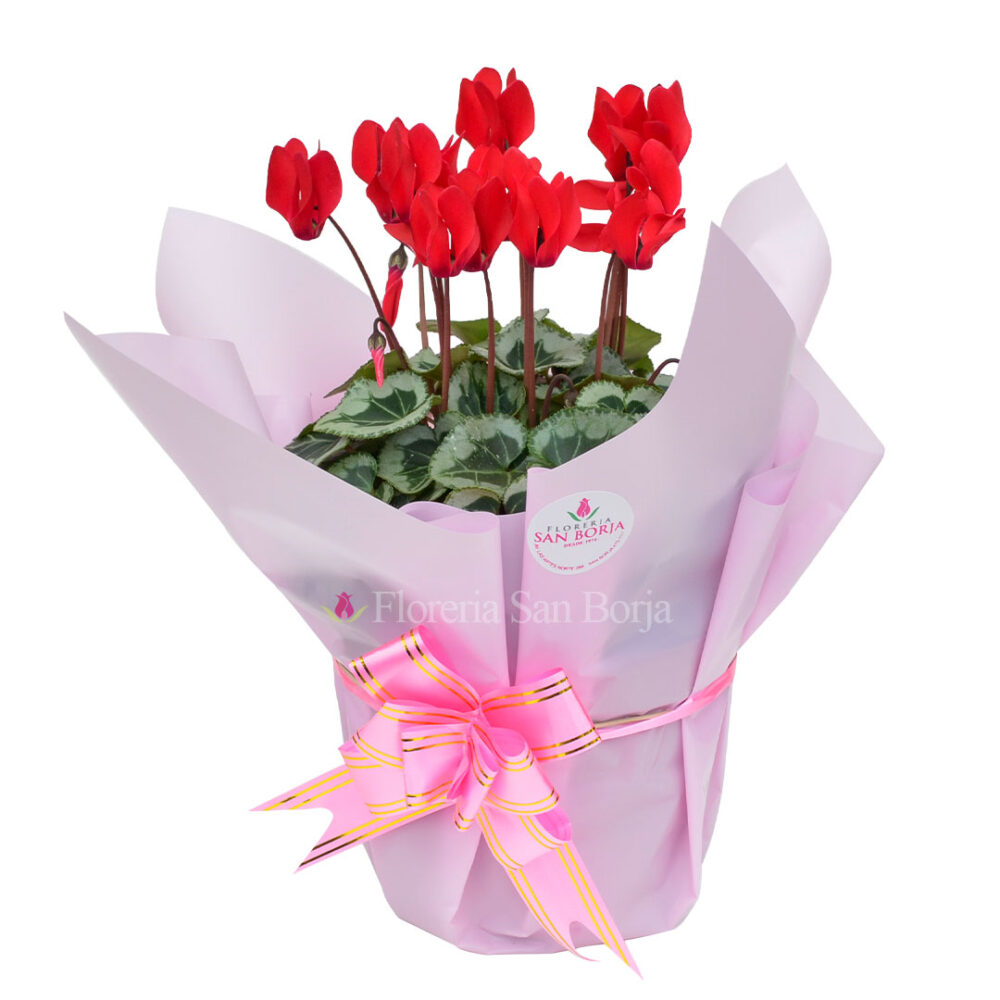 Planta de Cyclamen envuelta para regalo Planta de Cyclamen envuelta para regalo