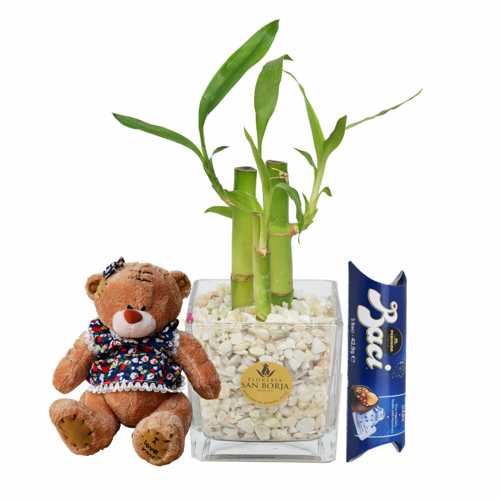 Lucky Bamboo plant + mini teddy bear + baci 37g Lucky Bamboo plant + mini teddy bear + baci 37g