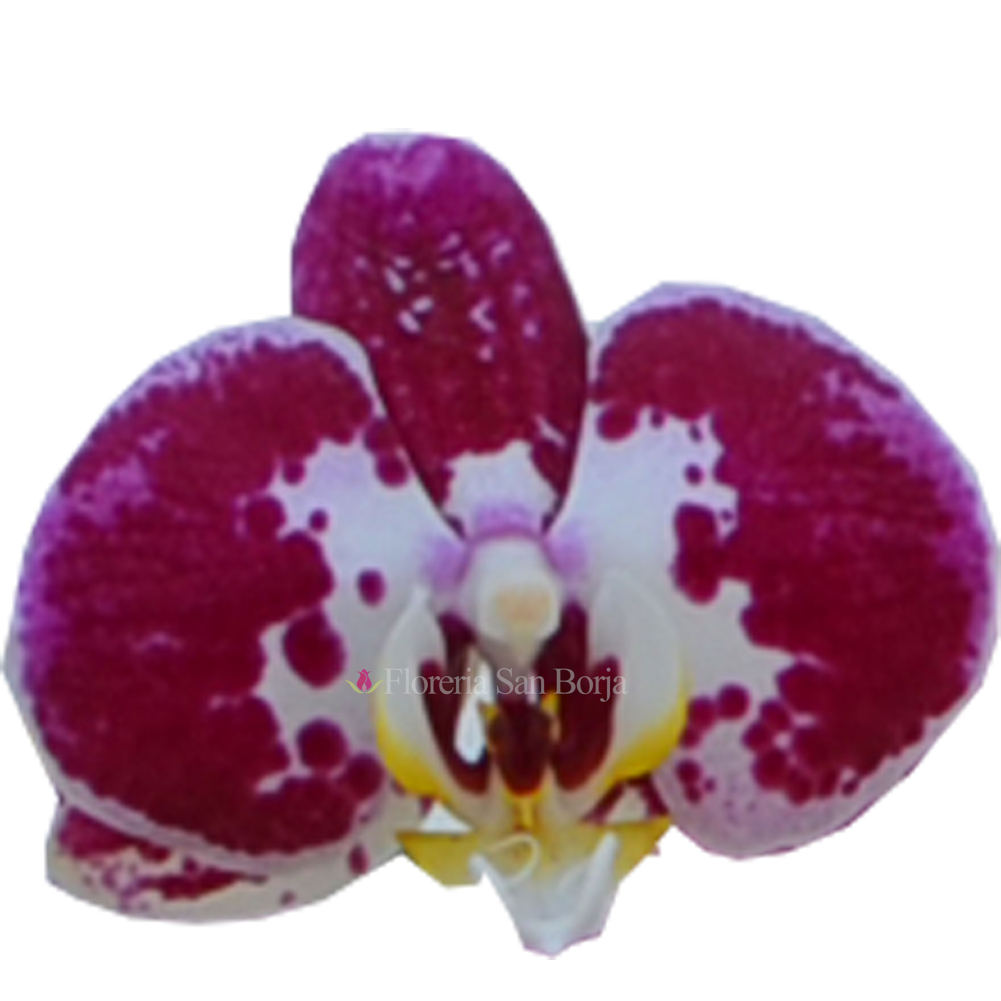 Orquídeas naturales para fiesta de promoción 2022 corsage