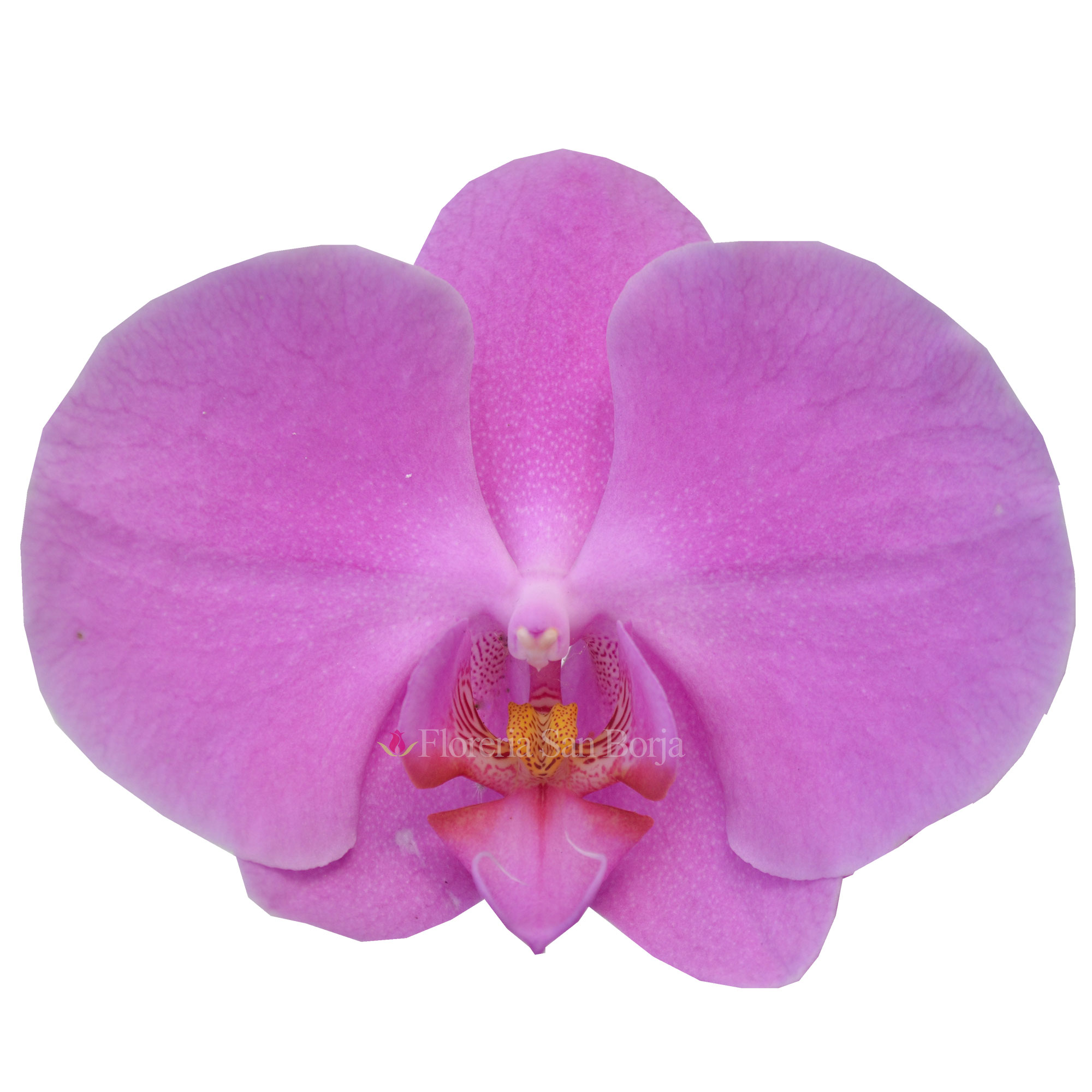 Orquídeas naturales para fiesta de promoción 2022 corsage