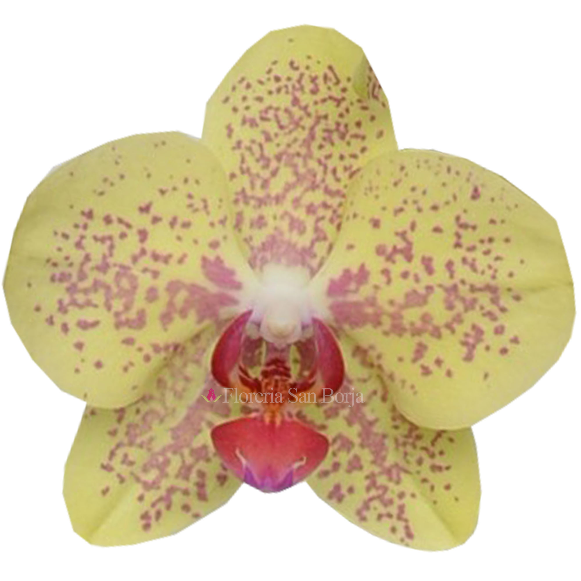 Orquídeas naturales para fiesta de promoción 2022 corsage
