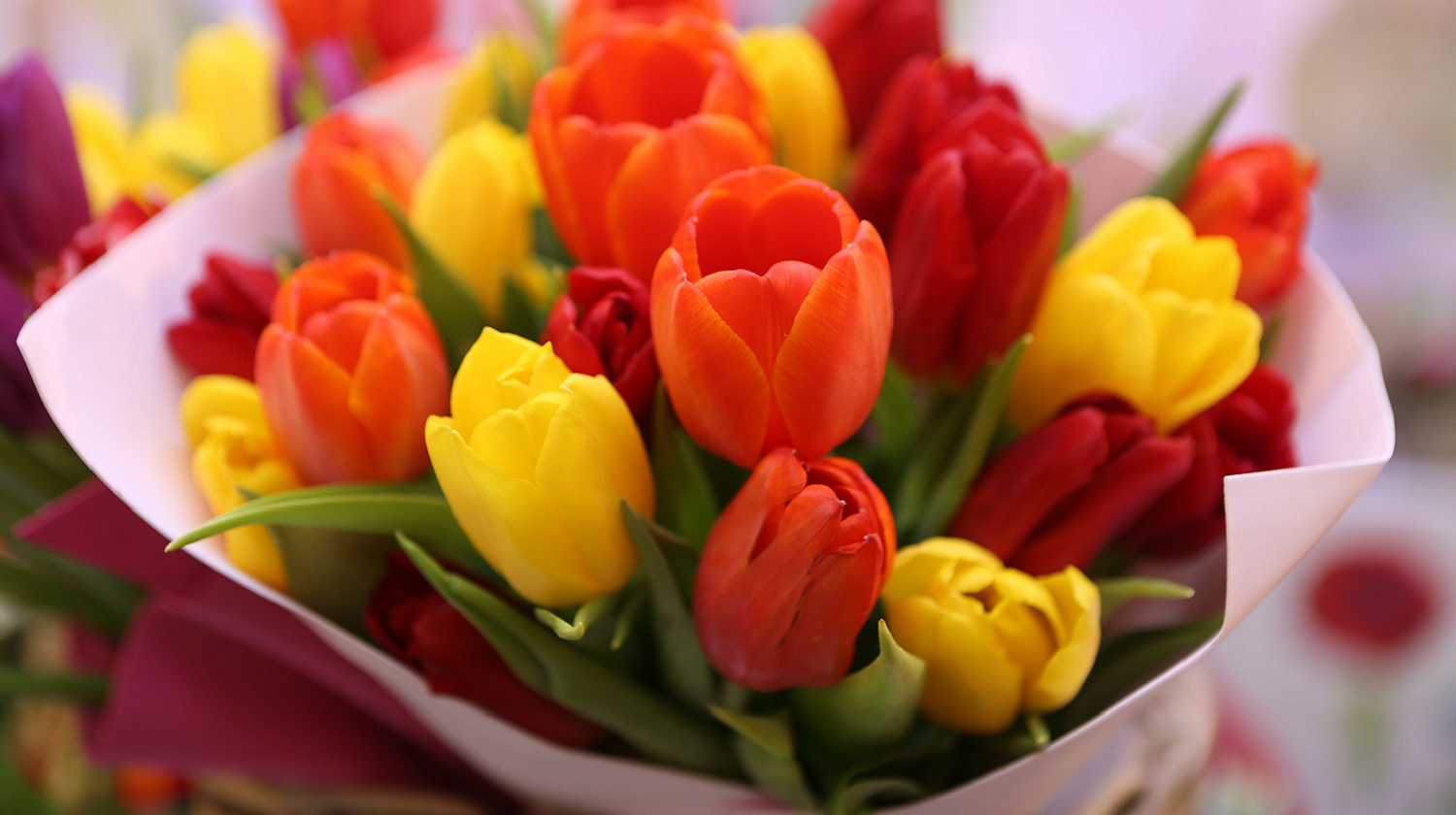 ¿Por qué regalar tulipanes? girasoles