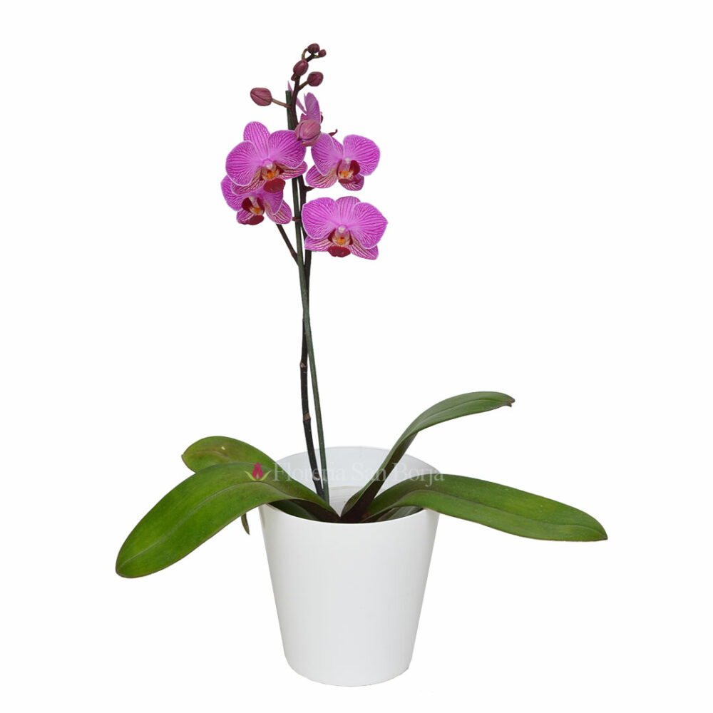 Small orchid Vienna with little flowers - 1 stem