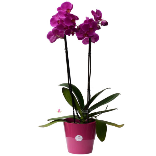 PLANTA NATURAL DE ORQUIDEA LILA 2 VARAS