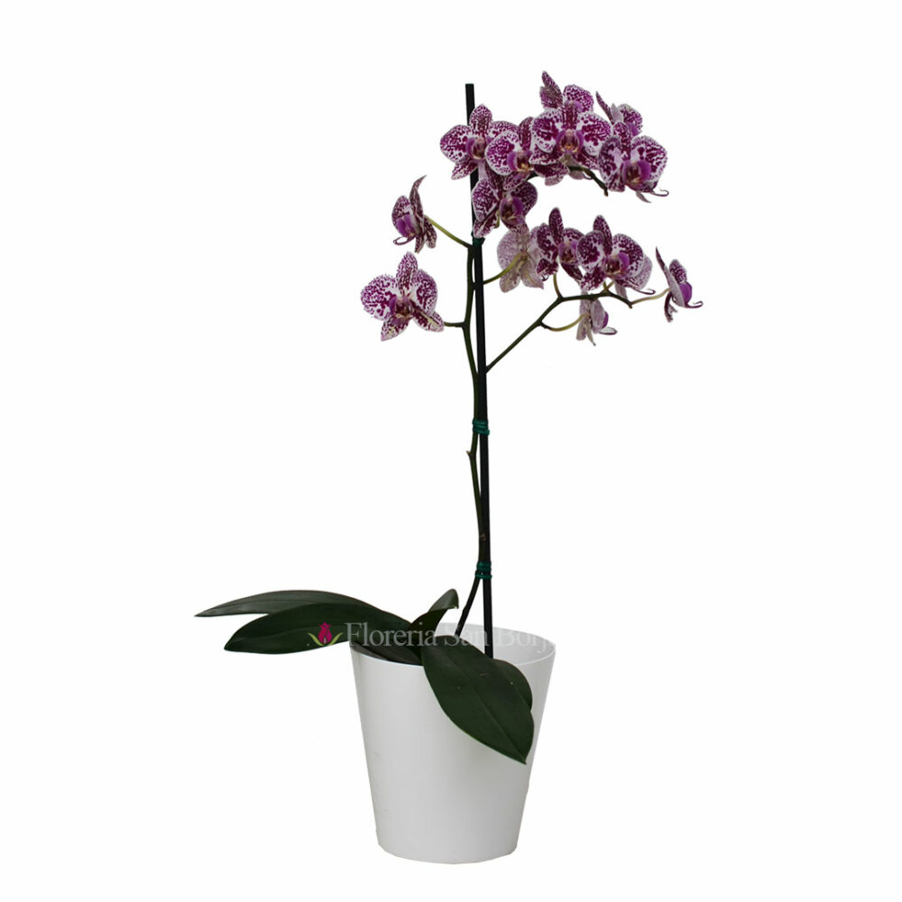 Small orchid plant Cadiz - 1 Stem