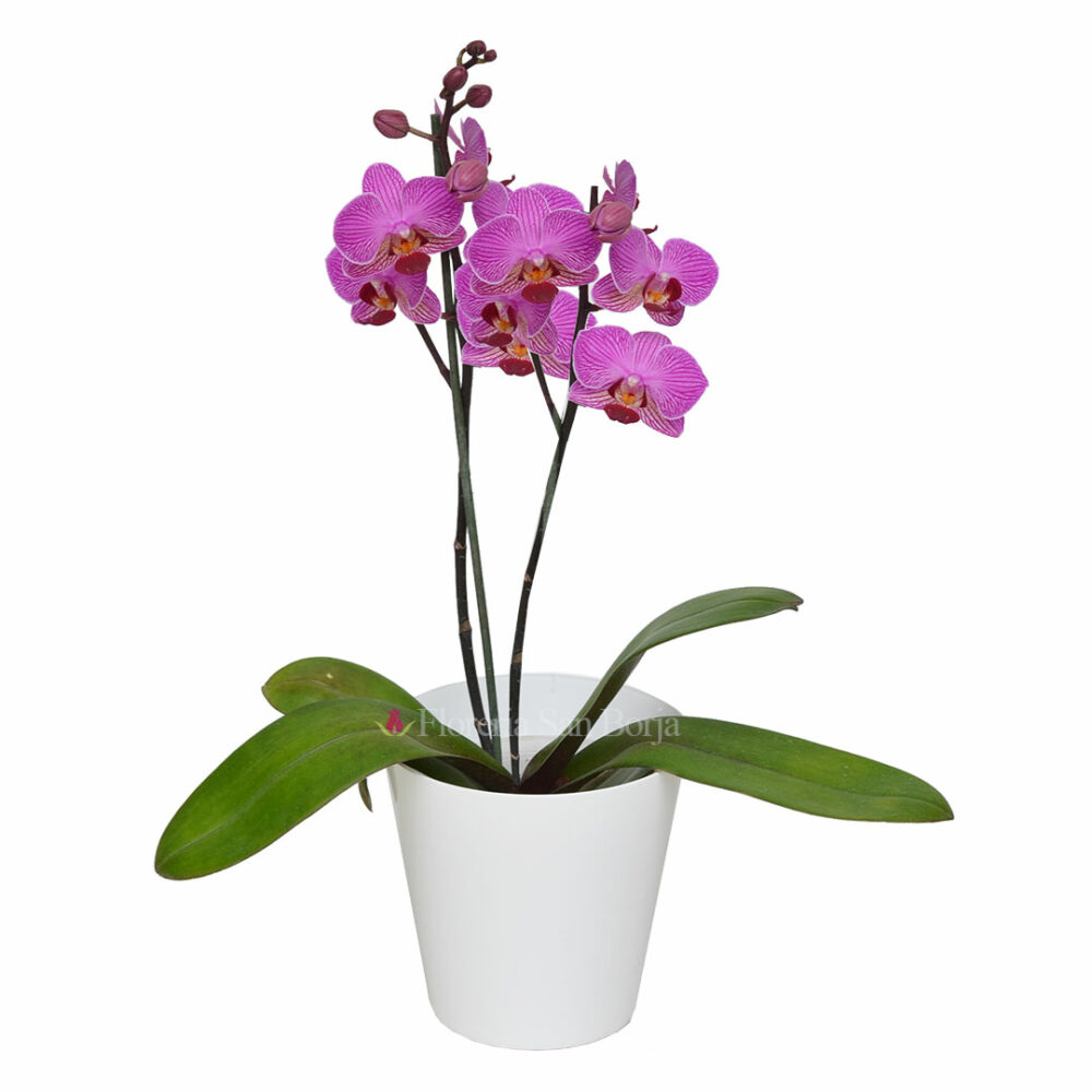 Planta de orquídea pequeña Vienna flores chicas – 2 varas planta de orquidea