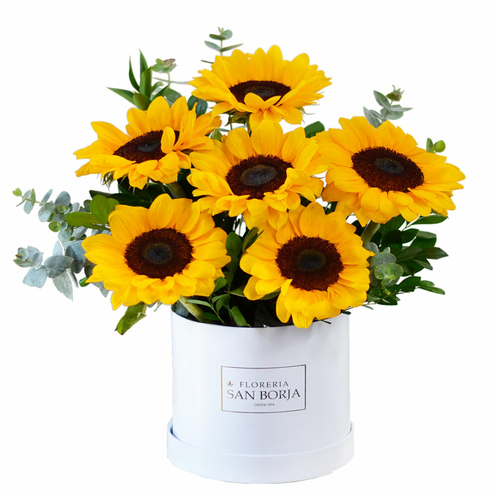 Cylindrical white box with 6 sunflowers Cylindrical white box with 6 sunflowers