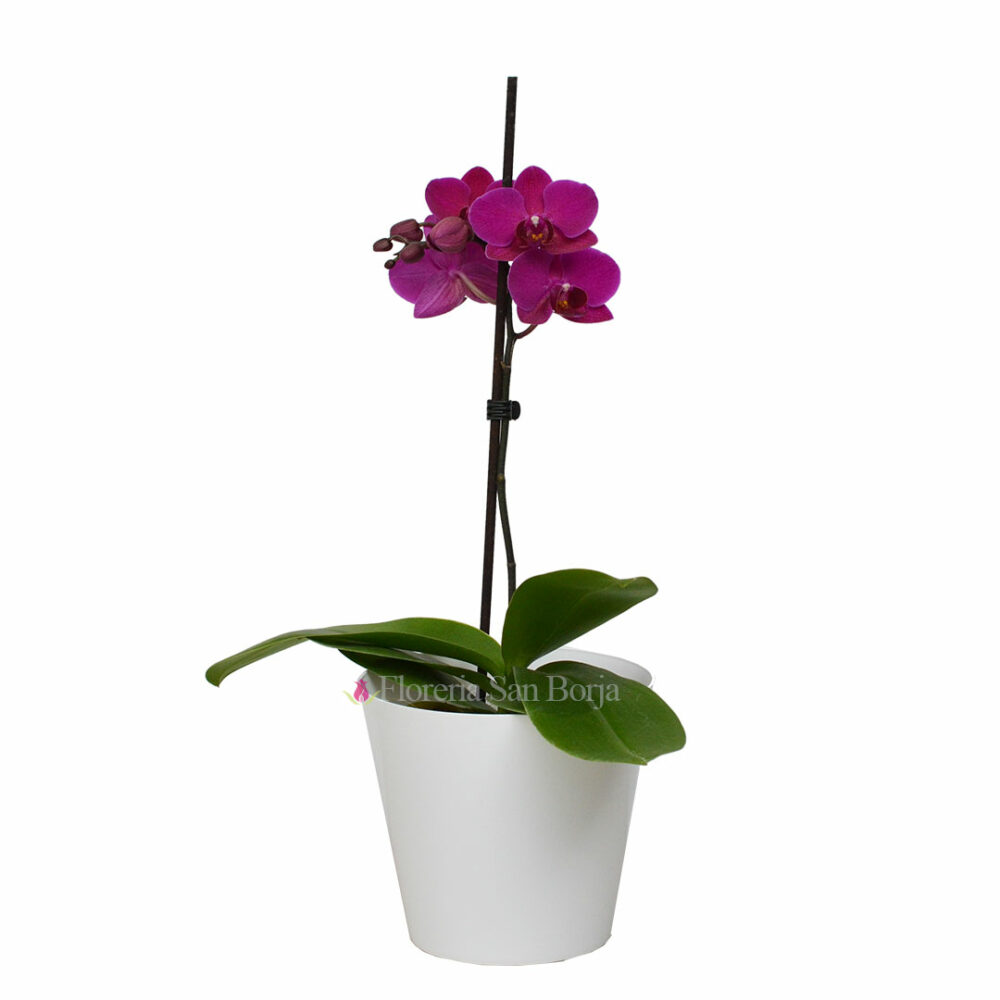 Planta de orquidea pequeña Morelia flores chicas - 1 vara Planta de orquidea pequeña Morelia flores chicas - 1 vara