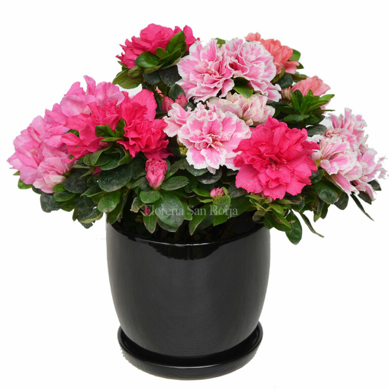 Planta de Azalea en base de cerámica | Floreria San Borja