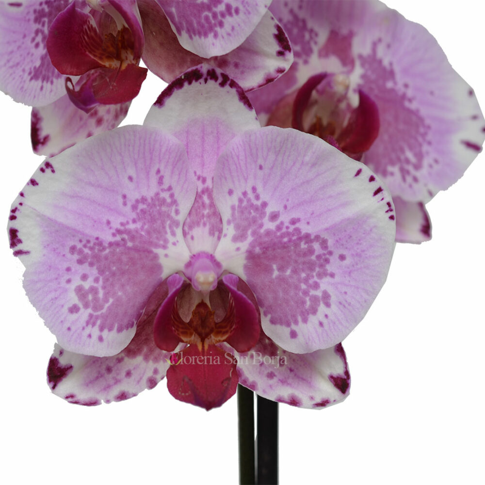 Orchid plant Kunming - 1 stem Orchid plant Kunming - 1 stem