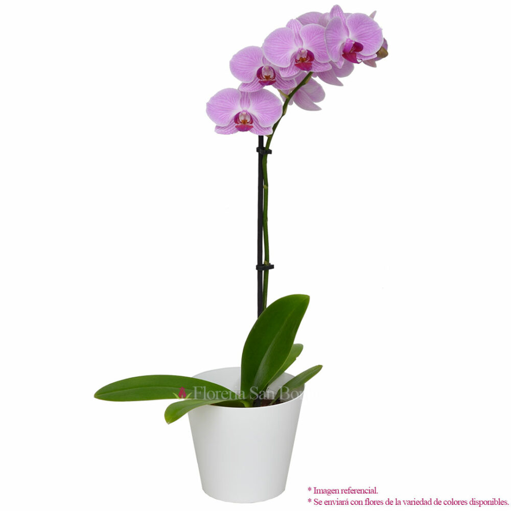 Planta De Orqu dea Grande 1 Vara Colores Variados Floreria San 