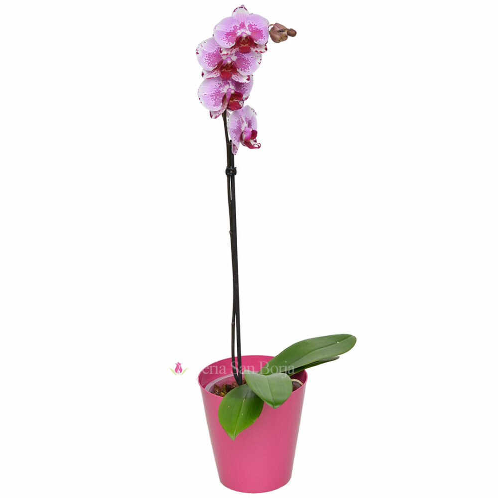 Orchid plant Kunming - 1 stem Orchid plant Kunming - 1 stem