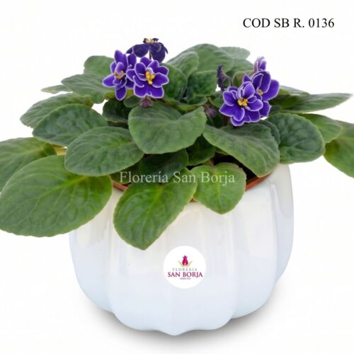 Violeta africana en elegante base de cerámica
