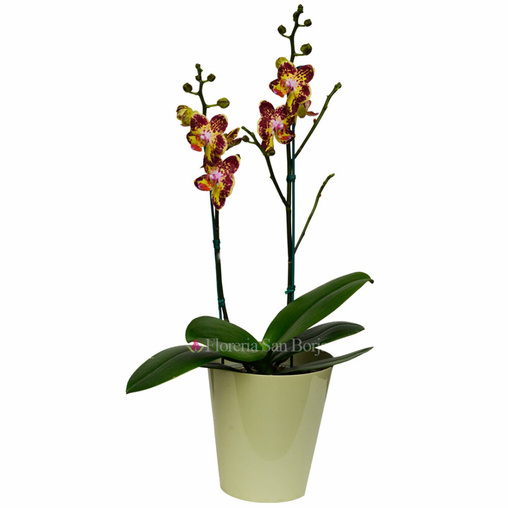 Orchid plant Manu - 2 stems Orchid plant Manu - 2 stems