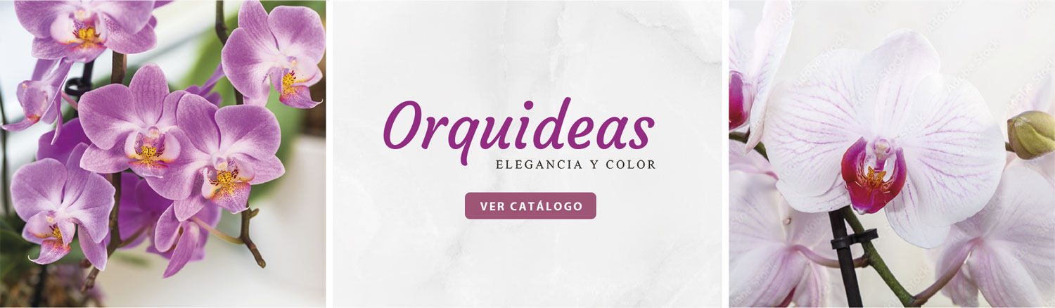 plantas de orquidea en lima peru 2026