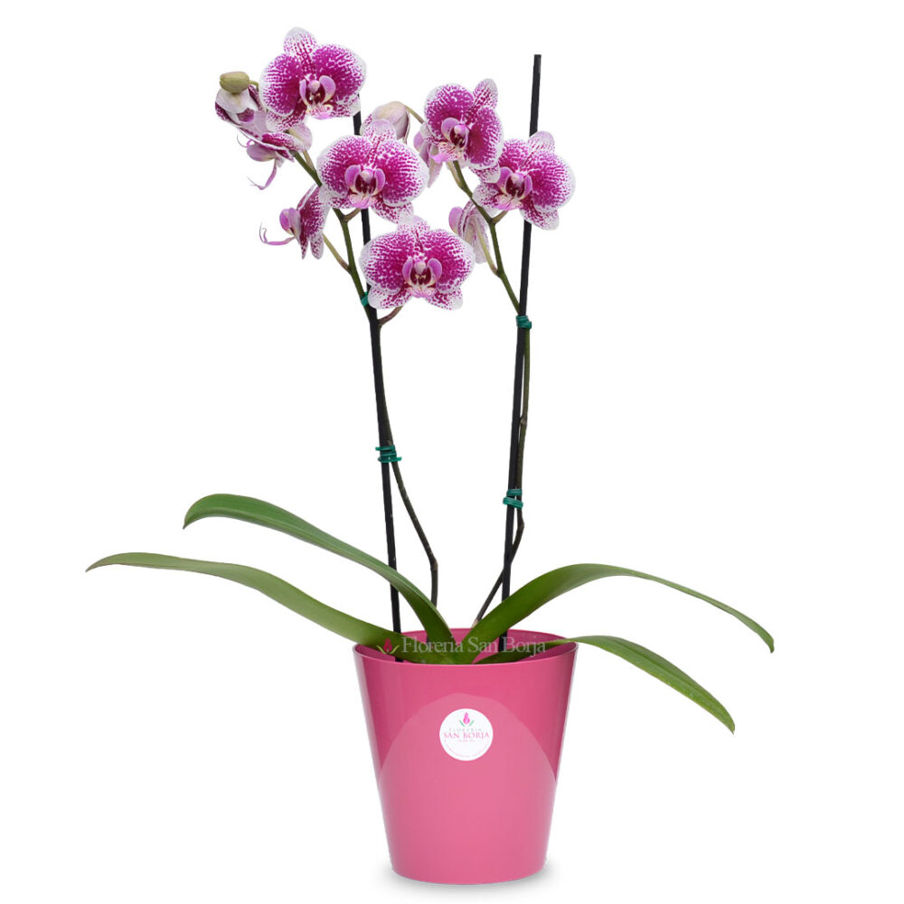 Planta de Orquídea Culti - 2 varas Planta de Orquidea Blanca centro Fucsia - 2 varas