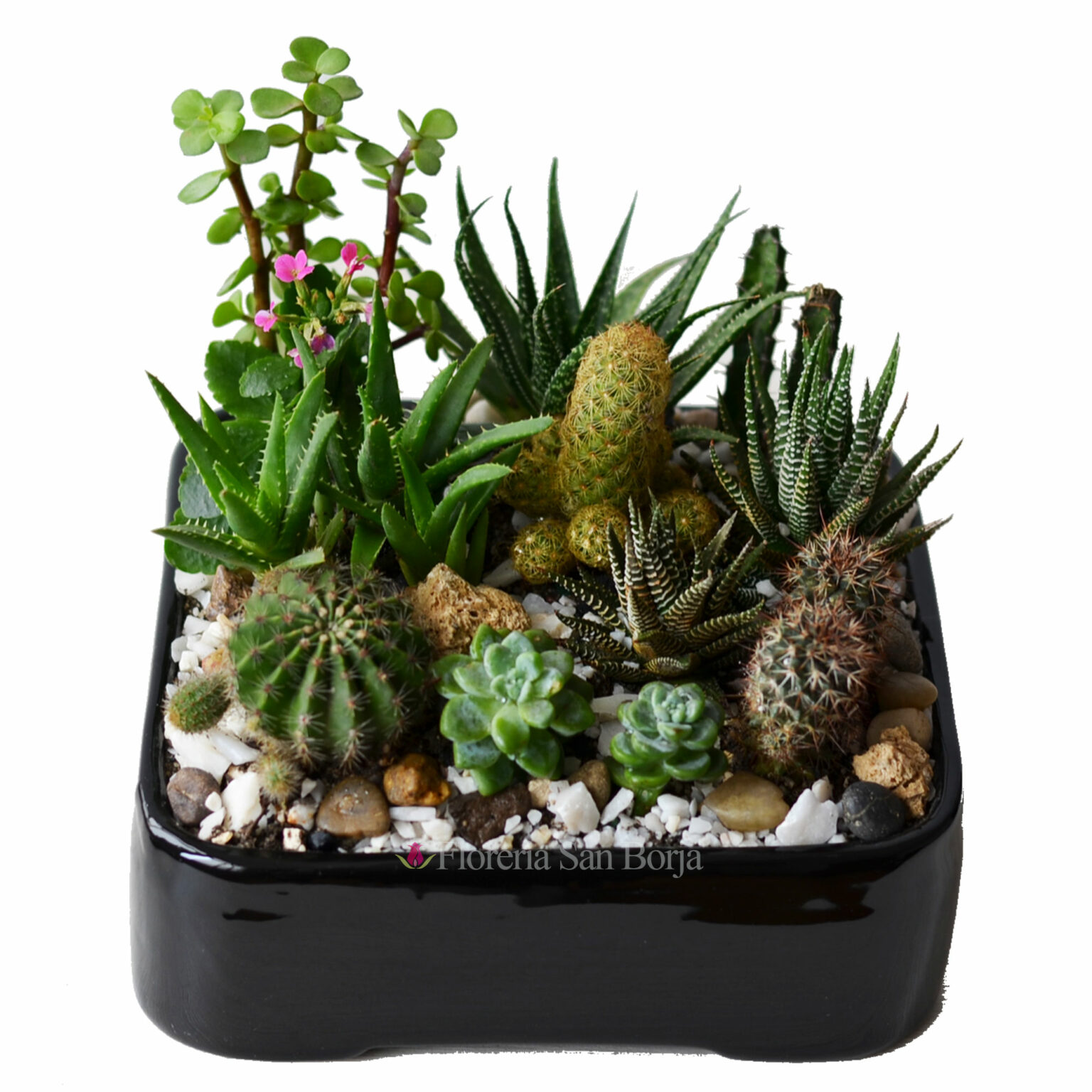 My Cactus Premium