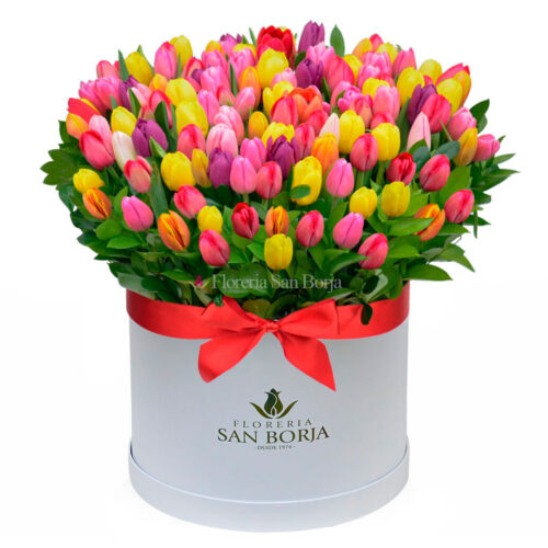 Box cilíndrico con 100 tulipanes