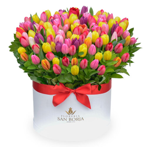 Box cilíndrico con 100 tulipanes