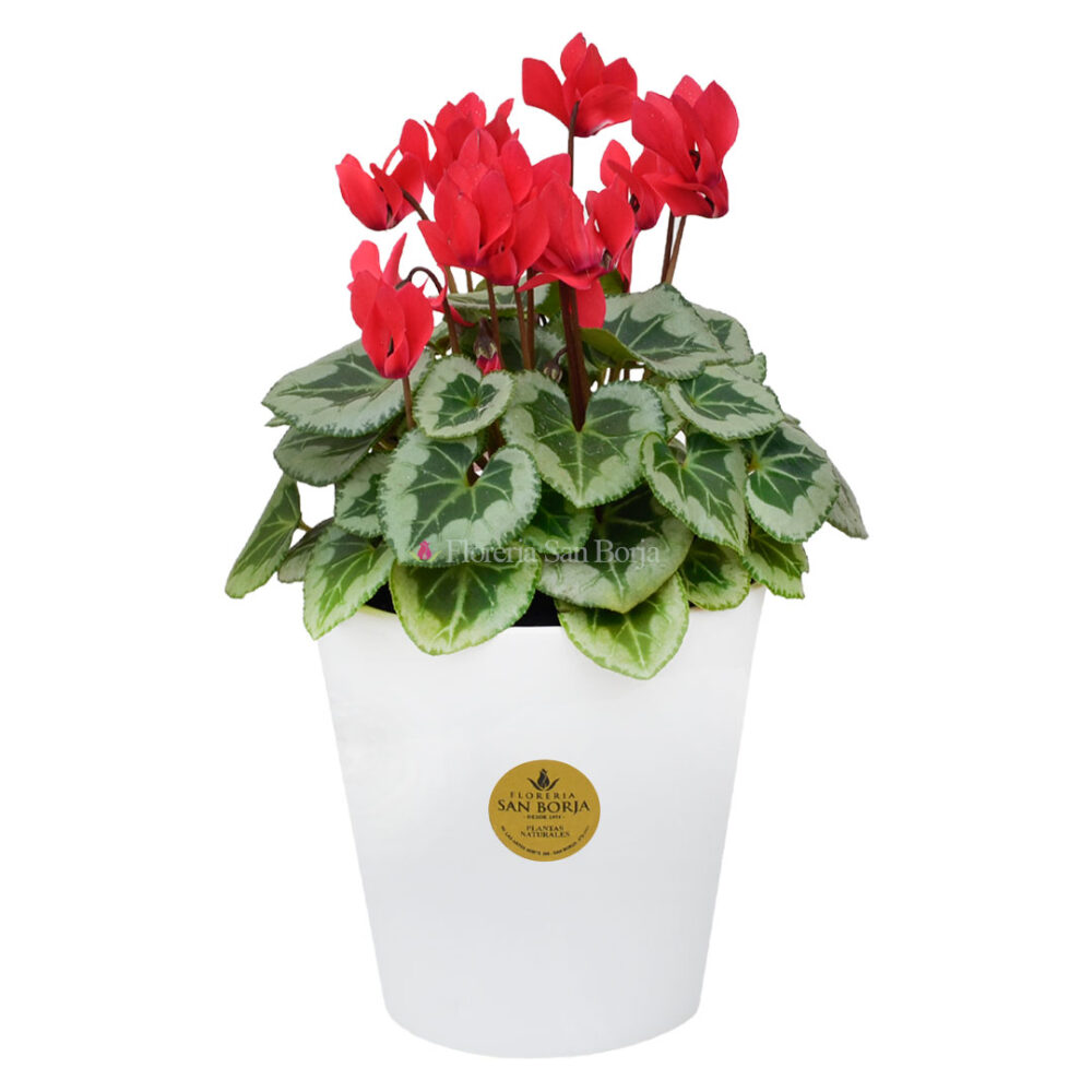 Planta de Cyclamen en base de cerámica