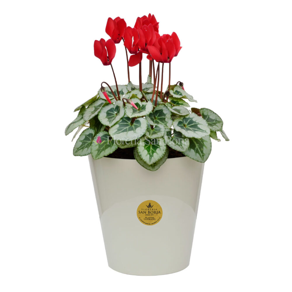 Planta de Cyclamen en base acrílica