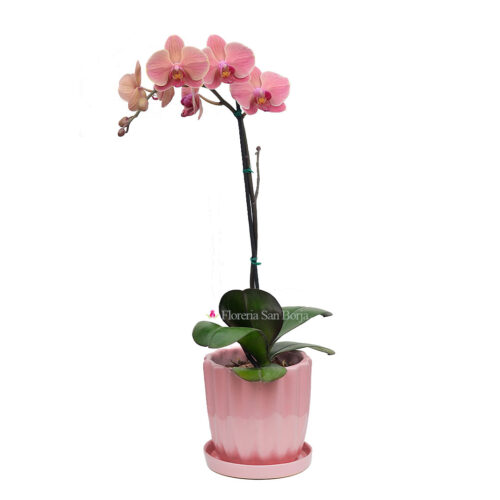 Planta de Orquídea Grande Assisi en base de cerámica