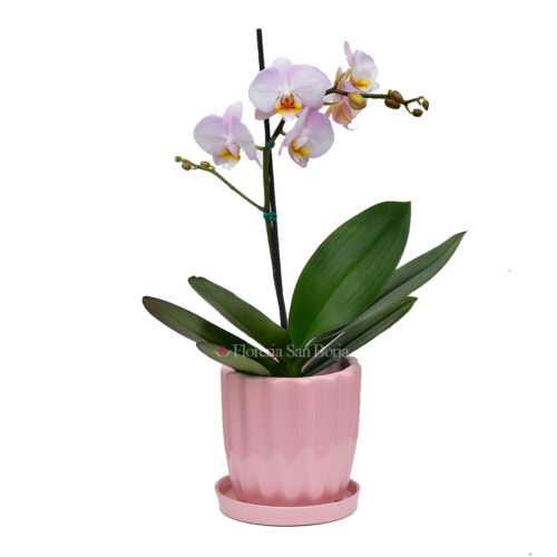 Planta de Orquídea Chengdu en base de cerámica - 1 vara