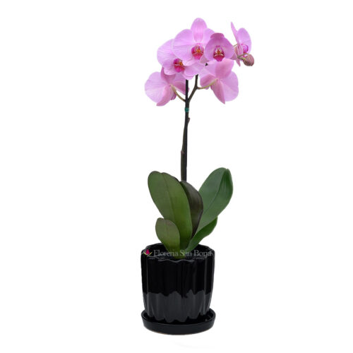 Planta de Orquídea Lila Palmas en base de cerámica - 1 vara