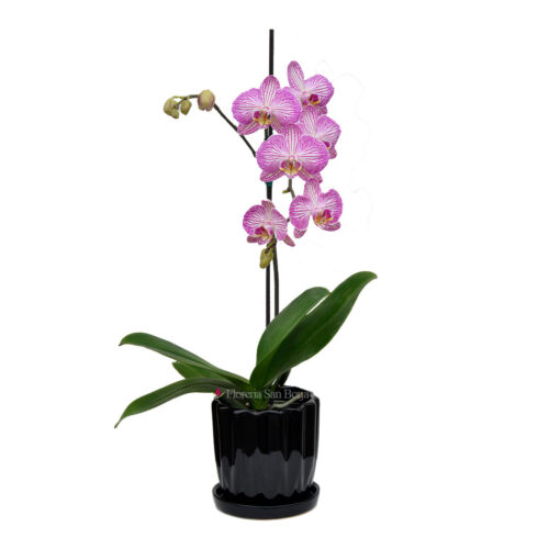 Planta de orquídea Moscow en base de cerámica