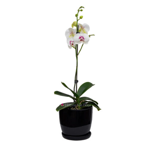 Planta de orquídea blanca centro púrpura en base de cerámica