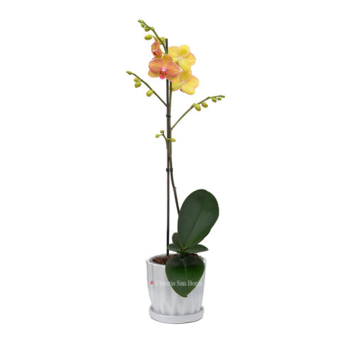 Planta de Orquídea Grande Budapest en base de cerámica