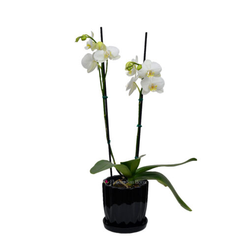 Planta de orquídea blanca centro amarillo – 2 varas en base de cerámica