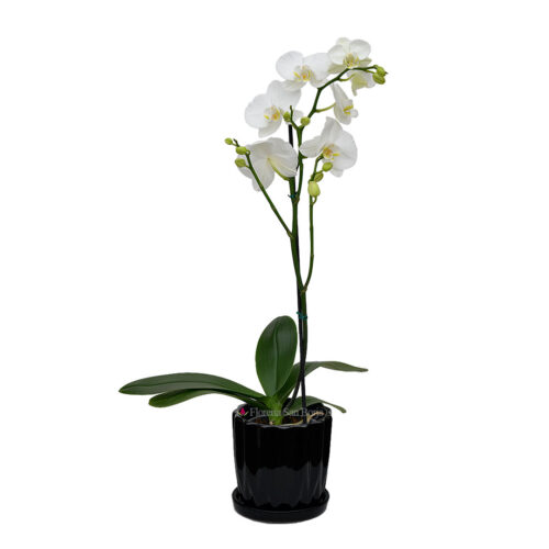 Planta de Orquídea blanca centro amarillo en base de cerámica