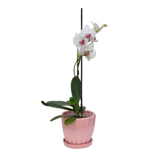 Planta de Orquídea Blanca centro purpura en base de cerámica rosada