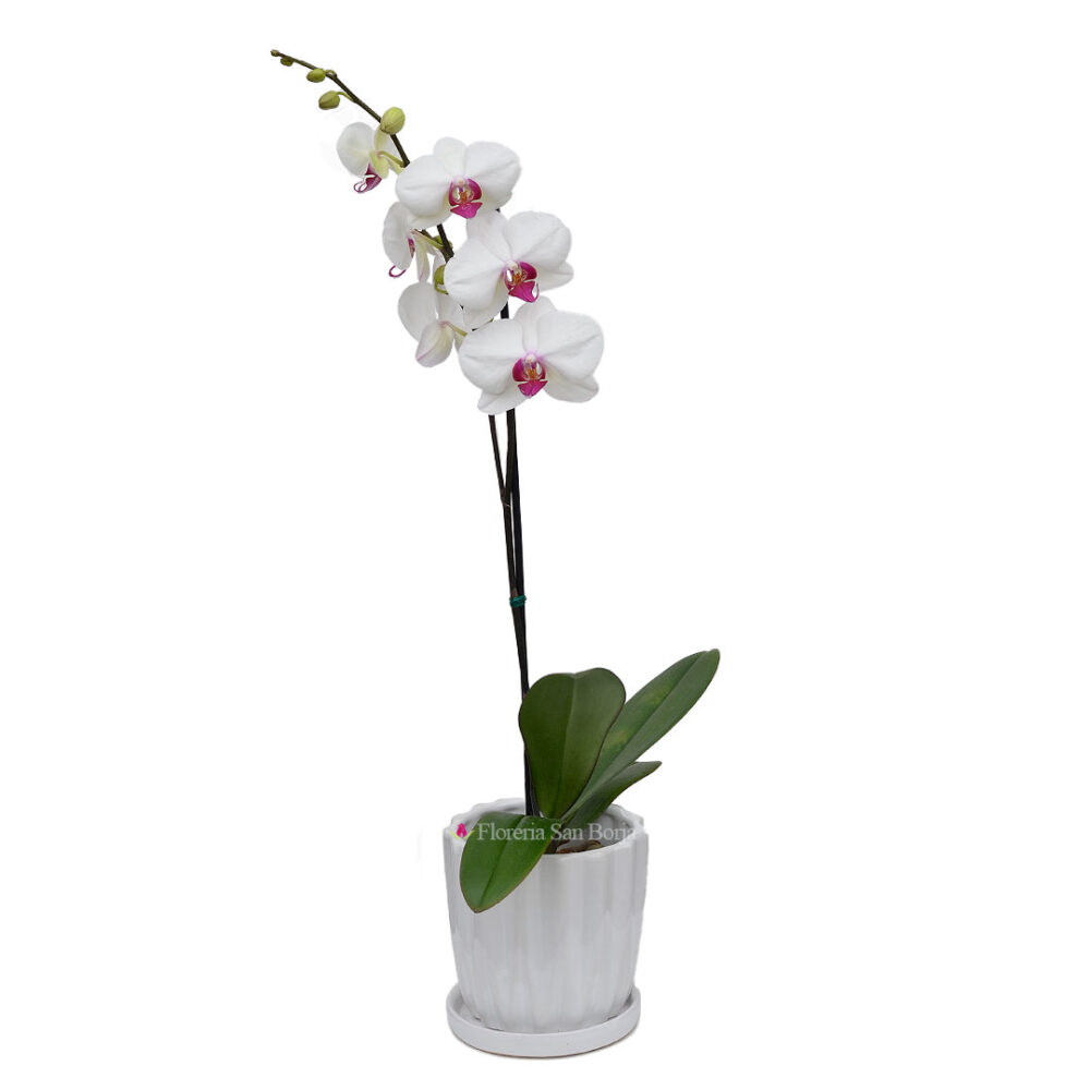 Planta de Orquídea Blanca centro purpura en base de cerámica blanca Planta de Orquídea Blanca centro purpura en base de cerámica blanca