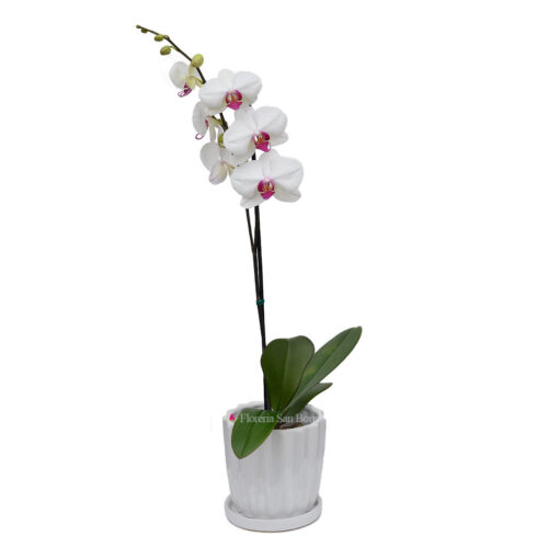 Planta de Orquídea Blanca centro purpura en base de cerámica blanca