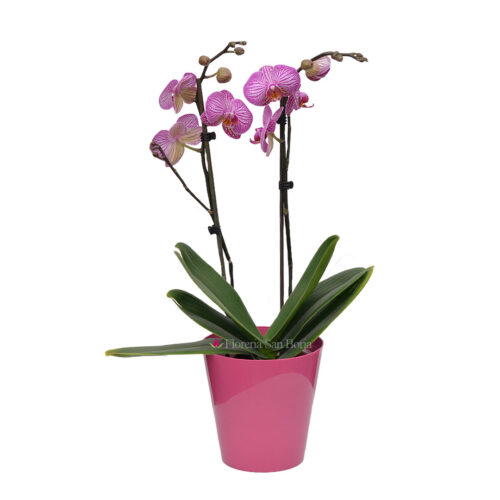 Planta de orquídea Moscow en base acrílica – 2 varas
