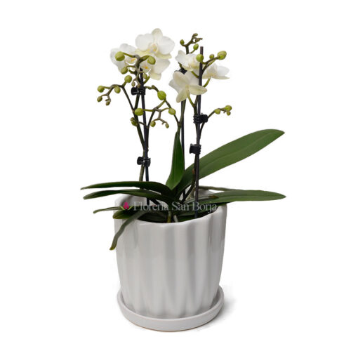 Planta de Orquidea mediana de flores chicas blanca centro amarillo en base de cerámica - 2 varas
