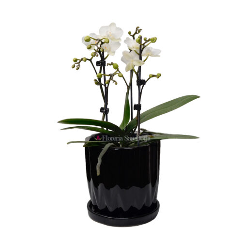 Planta de Orquidea mediana de flores chicas blanca centro amarillo en base de cerámica - 2 varas Planta de Orquidea mediana de flores chicas blanca centro amarillo en base de cerámica - 2 varas