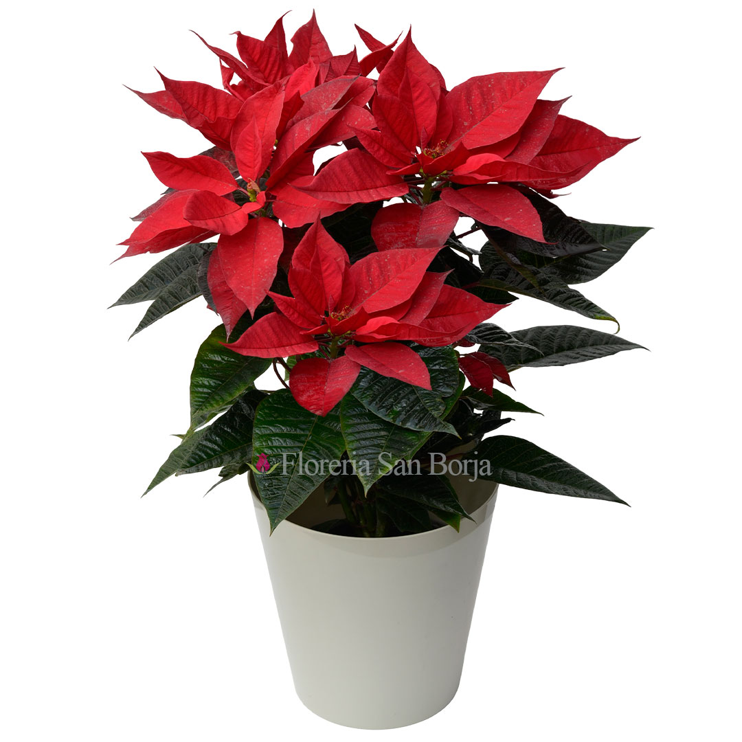 poinsettia-en-base-acrilica-crema Poinsettia en base acrílica