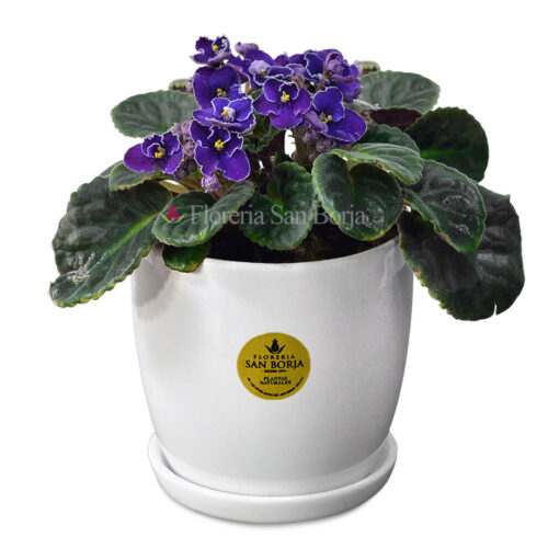 Violeta africana (Saintpaulea) en base de cerámica blanca con plato