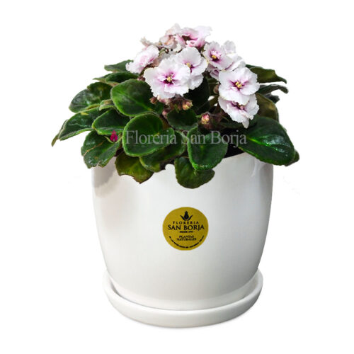 Violeta africana centro lila (Saintpaulea) en base de cerámica blanca con plato