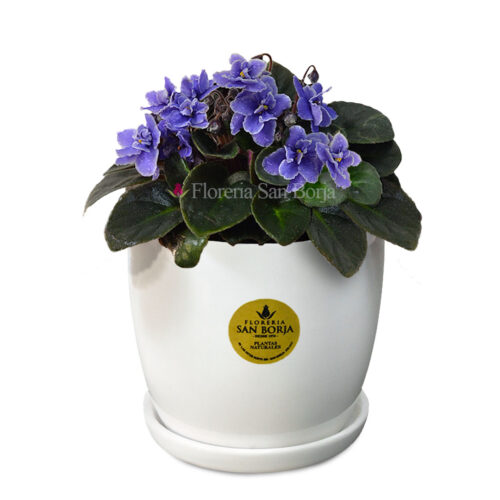 Violeta africana celeste (Saintpaulea) en base de cerámica blanca con plato