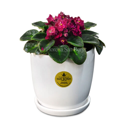 Violeta africana guinda (Saintpaulea) en base de cerámica blanca con plato