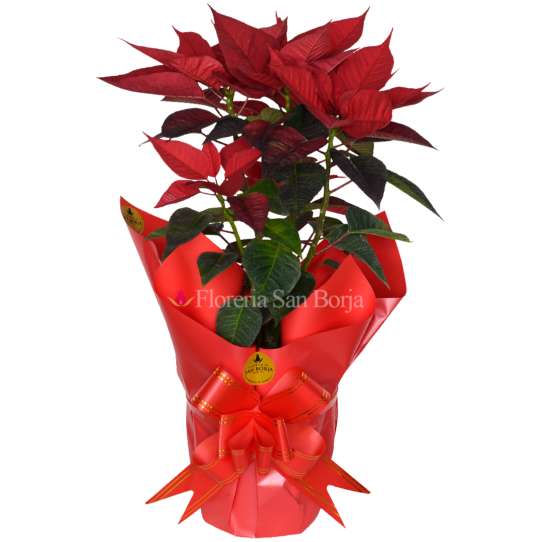 poinsettia-envuelta-para-regalo Poinsettia envuelta para regalo Poinsettia envuelta para regalo