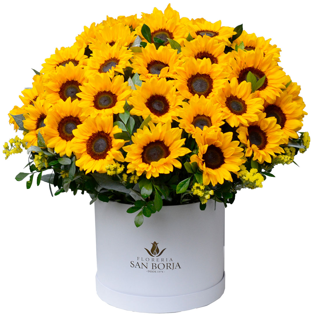 box 24 girasoles