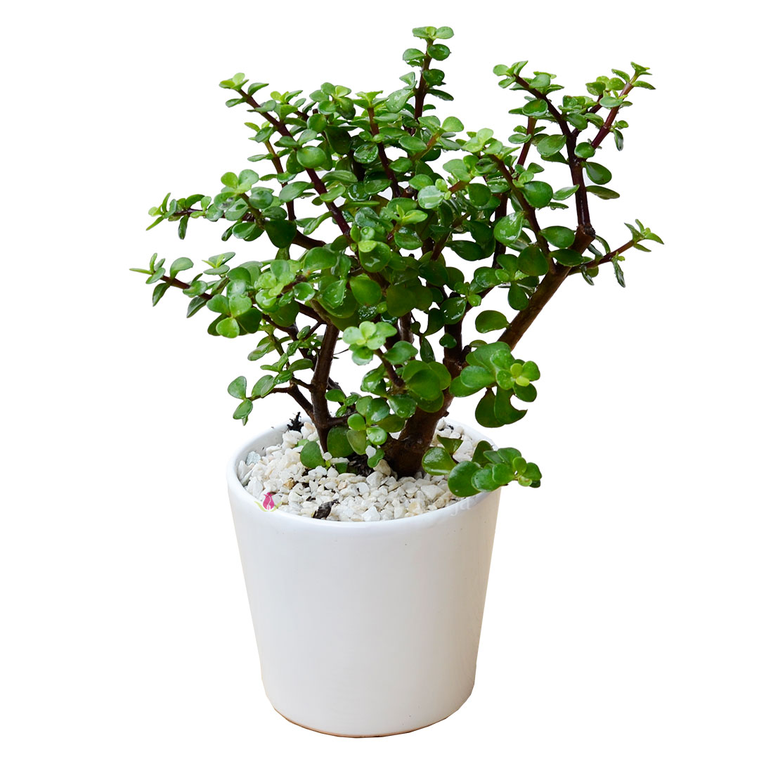 Arbolito de la felicidad base de cerámica blanca