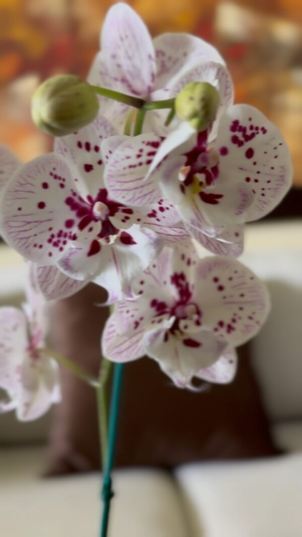 ¡Llena tu hogar de elegancia y color con una hermosa planta de orquídea! 🌺Tenemos variedad de colores, encuentra tu favorita en nuestra web: www.floreriasb.com.pe

.
.
.

orquideasperu orquideaslima plantasnaturales deliveryplantas plantasperu deliveryorquideas floristerialima decoracionhogar comprarplantas floreriasperu floreriaslima floreriasanborja floreslima