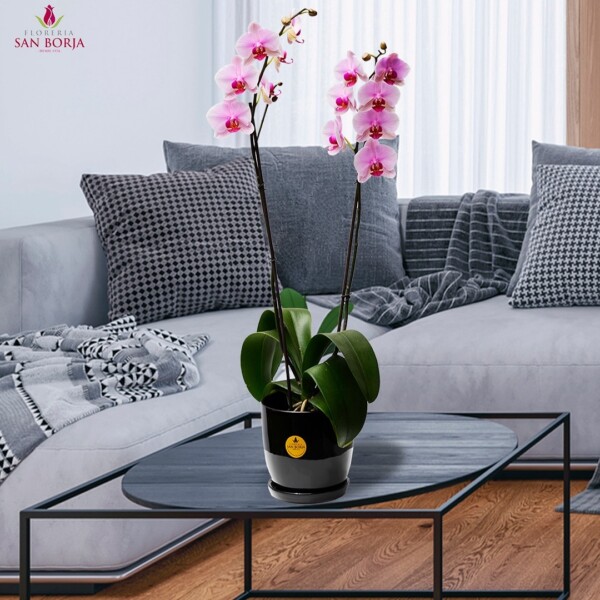 ¡Una planta de orquídea 🌺 puede transformar cualquier espacio con su toque de color y elegancia! ✨
Encuentra tu color favorito en nuestra web: www.floreriasb.com.pe.
.
.

orquideaslima plantasperu orquideasperu deliveryplantas decohogar floreriasperu floristerialima floresperu orchidsperu orchidslima naturalplants plantsperu plantsdelivery floreriasanborja